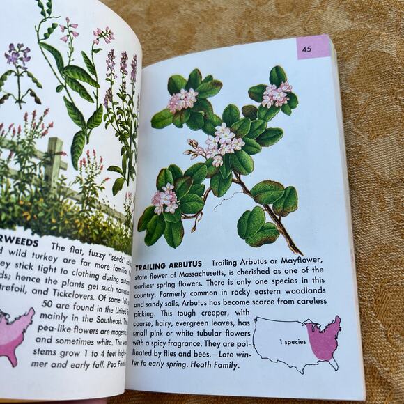 Flowers a Guide to Familiar American Wildflowers Pocketbook: 1950 - Picture 6 of 8